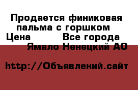 Продается финиковая пальма с горшком › Цена ­ 600 - Все города  »    . Ямало-Ненецкий АО